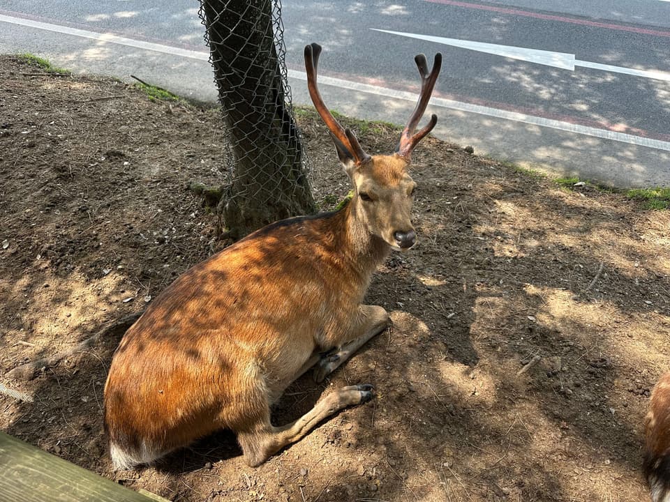 A day in Nara